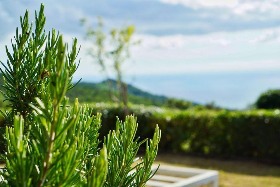 B&B Il Piccolo Paradiso Montenero  Екстериор снимка